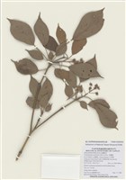 藏品(昆欄樹)的圖片